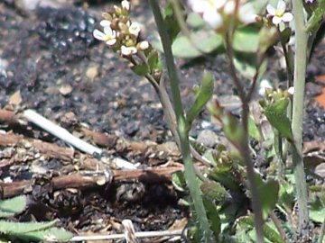 Arabidopsis thaliana (Brassicaceae)